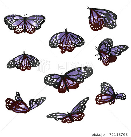 アサギマダラの蝶のイラスト 紫のイラスト素材