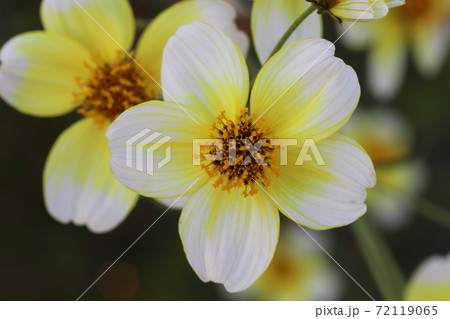 秋の花壇に咲くウインターコスモスの黄色い花の写真素材