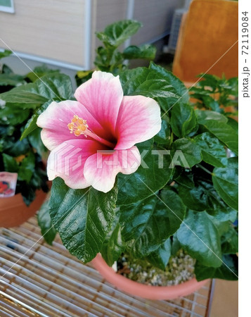 ピンクのハイビスカス鉢植え ハイビスカス：ピンクレディー5号鉢植え の通販 | 園芸ネット