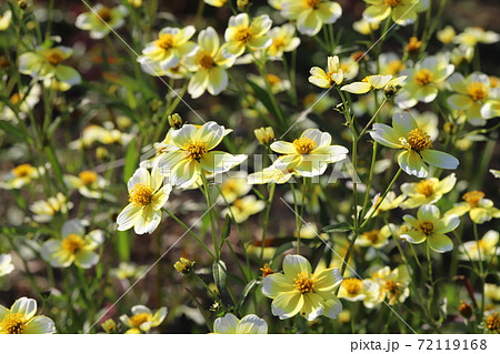 秋の花壇に咲くウインターコスモスの黄色い花の写真素材