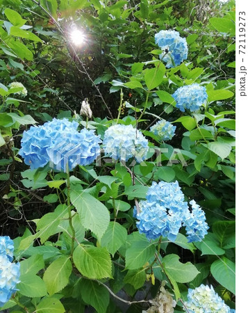 木漏れ日の中水色の紫陽花の写真素材