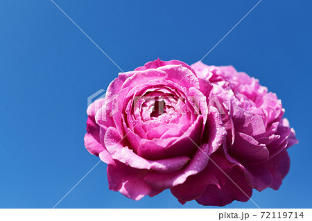花弁数の多い紫がかった濃いピンクのバラ 香りよし 薔薇 青空 光 花イメージ素材の写真素材