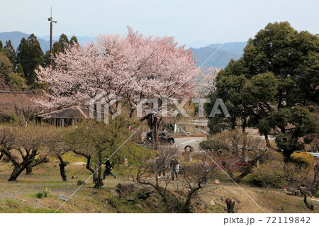 春の揖斐茶の里・25(岐阜県揖斐郡池田町) 春の揖斐茶の里・25(岐阜県揖斐郡池田町) 72119842
