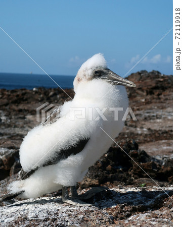 ナスカカツオドリ 72119918