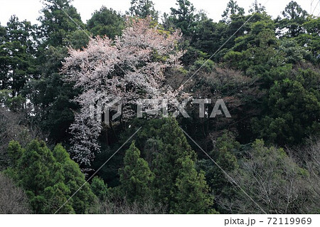 春の揖斐茶の里・19（岐阜県揖斐郡揖斐川町春日） 72119969