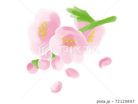 桃の花と桃の花びらのイラスト素材