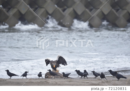 エゾシカの亡骸に群れるオオワシとカラス(北海道) エゾシカの亡骸に群れるオオワシとカラス(北海道) 72120831