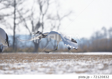 飛び立つタンチョウ（北海道・鶴居） 72120832