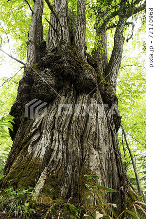 推定樹齢800年の桂の木　2 72120968