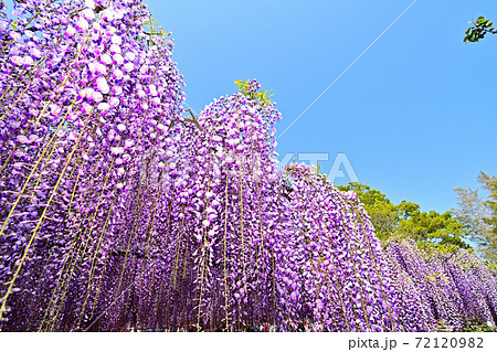 柳川市 満開の藤の花 柳川市 満開の藤の花 72120982
