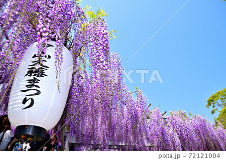 柳川市 満開の藤の花 柳川市 満開の藤の花 72121004