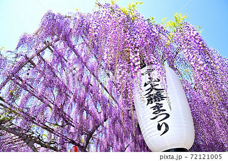 柳川市 満開の藤の花 柳川市 満開の藤の花 72121005