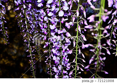 柳川市 満開の藤の花 柳川市 満開の藤の花 72121008