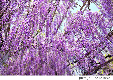 柳川市 満開の藤の花の写真素材