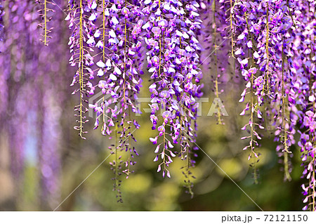 柳川市 満開の藤の花の写真素材