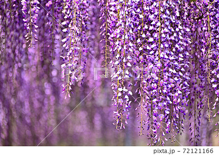 柳川市 満開の藤の花の写真素材