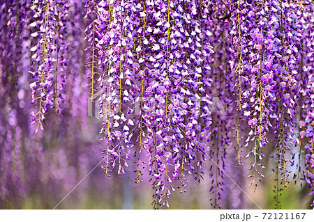 柳川市 満開の藤の花の写真素材