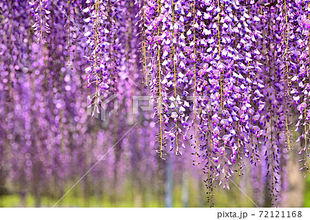 柳川市 満開の藤の花の写真素材
