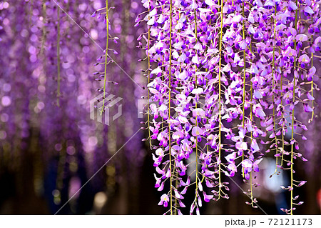 柳川市　満開の藤の花 72121173