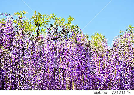 柳川市　満開の藤の花 72121178