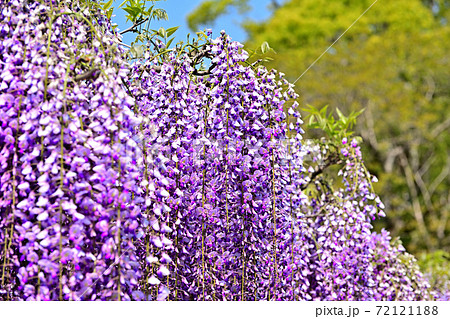 柳川市 満開の藤の花 柳川市 満開の藤の花 72121188