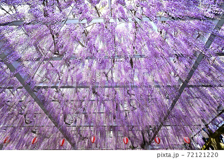 柳川市　満開の藤の花 72121220