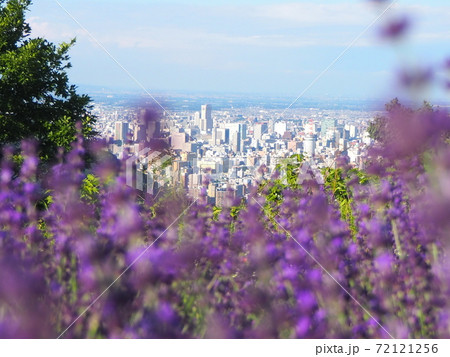 絶景!幌見峠のラベンダー畑! 絶景!幌見峠のラベンダー畑! 72121256