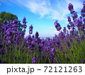絶景！幌見峠のラベンダー畑！ 72121263
