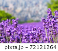 絶景！幌見峠のラベンダー畑！ 72121264