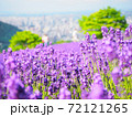 絶景！幌見峠のラベンダー畑！ 72121265