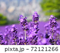 絶景！幌見峠のラベンダー畑！ 72121266