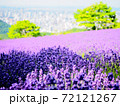 絶景！幌見峠のラベンダー畑！ 72121267