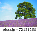 絶景！幌見峠のラベンダー畑！ 72121268