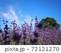 絶景！幌見峠のラベンダー畑！ 72121270