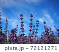 絶景！幌見峠のラベンダー畑！ 72121271