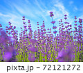 絶景！幌見峠のラベンダー畑！ 72121272