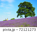 絶景！幌見峠のラベンダー畑！ 72121273