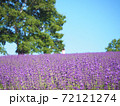 絶景！幌見峠のラベンダー畑！ 72121274