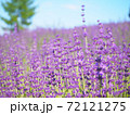 絶景！幌見峠のラベンダー畑！ 72121275