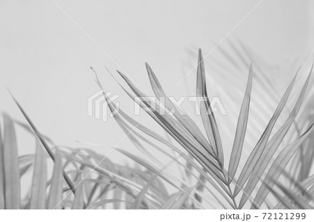 Abstract gray shadow background of palm leaves, Abstract gray shadow background of palm leaves, 72121299