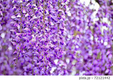 柳川市 満開の藤の花の写真素材