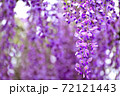 柳川市　満開の藤の花 72121443