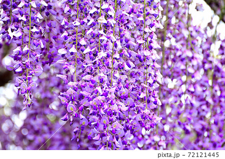 柳川市 満開の藤の花の写真素材