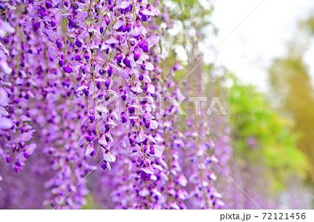 柳川市　満開の藤の花 72121456