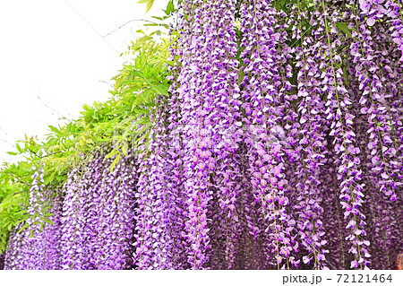 柳川市　満開の藤の花 72121464