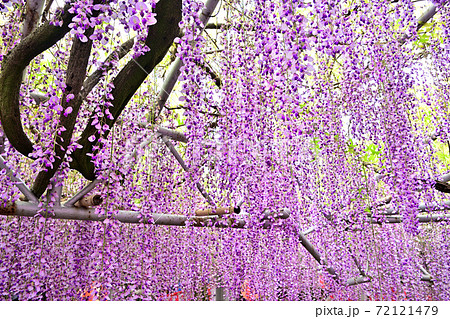 柳川市 満開の藤の花の写真素材