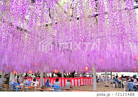 柳川市　満開の藤の花 72121488