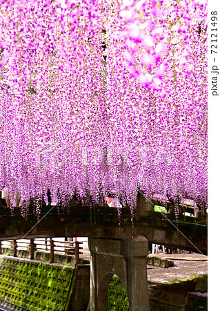 柳川市 満開の藤の花の写真素材