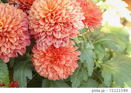 きれいに手入れされた庭園のピンポンマムの写真素材