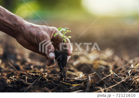 close up hand planting tomato in garden 72121610